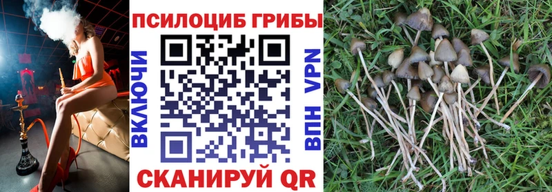 наркошоп  Тайга  KRAKEN как зайти  Галлюциногенные грибы Psilocybine cubensis 